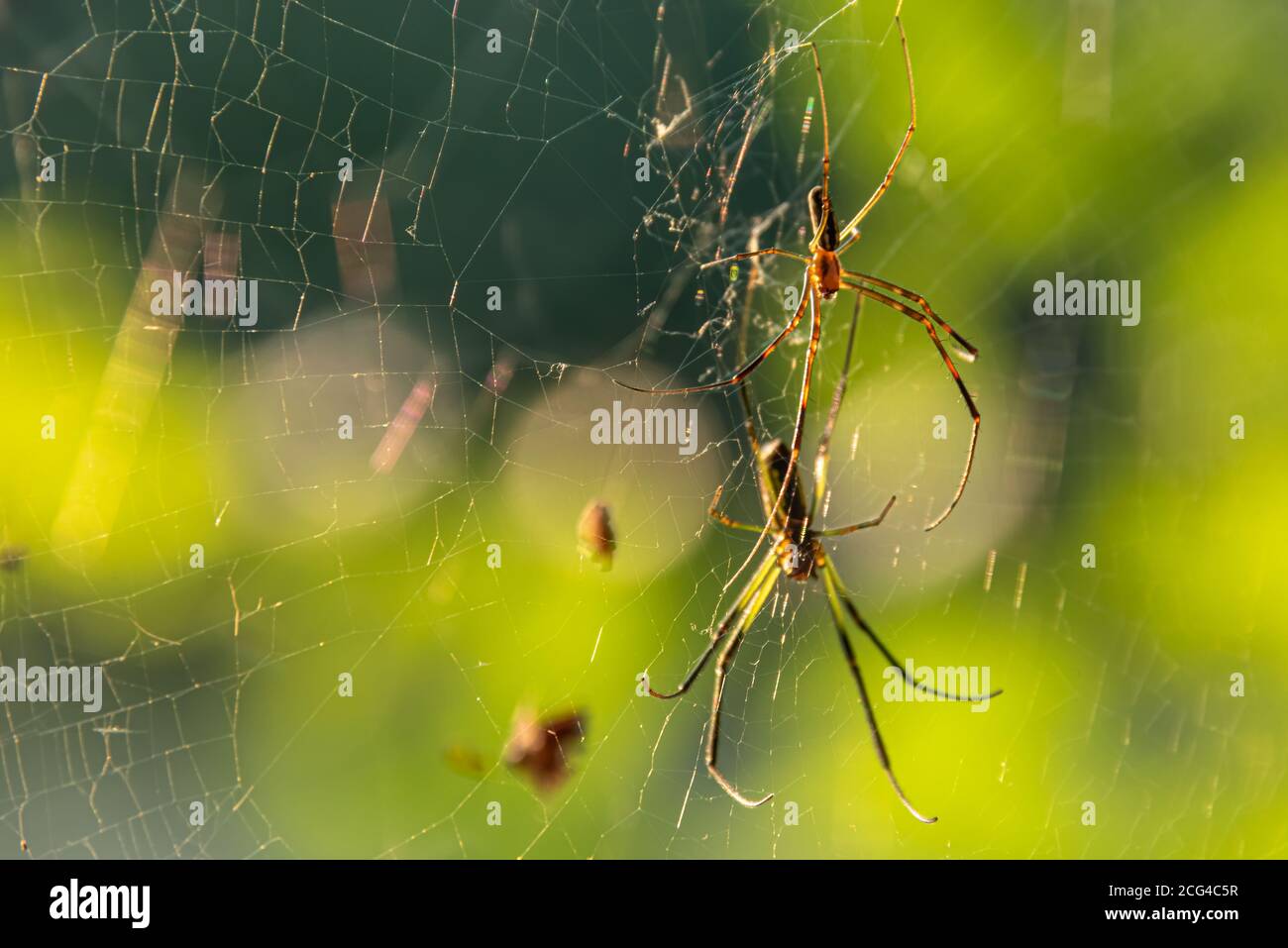 Zwei goldene Seidenorb-Weberspinnen (Nephila clavipes), auch Bananenspinnen genannt, auf einem Netz entlang des Fort Yargo Lake in Winder, Georgia. (USA) Stockfoto