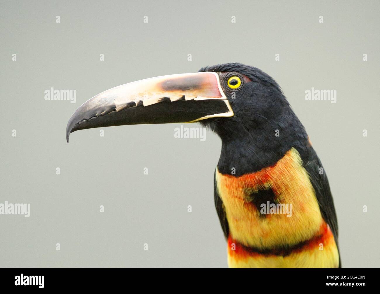 Collaraed araçari (colmared aracari) - Costa Rica Stockfoto