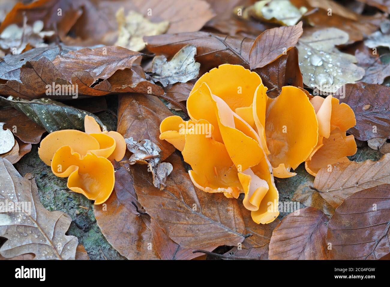 Der Orangenpilz (Aleuria aurantia) - essbar Stockfoto
