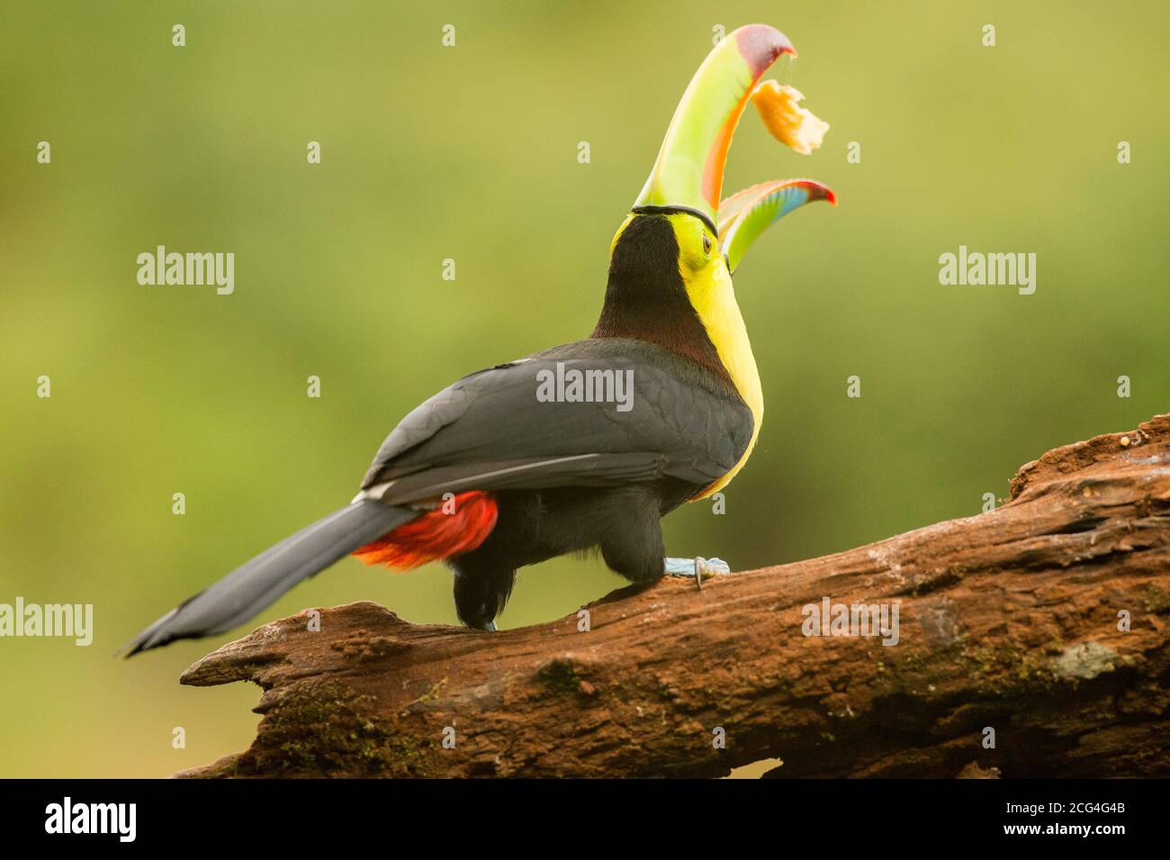 Kielschnabel-Tukan - Costa Rica Stockfoto