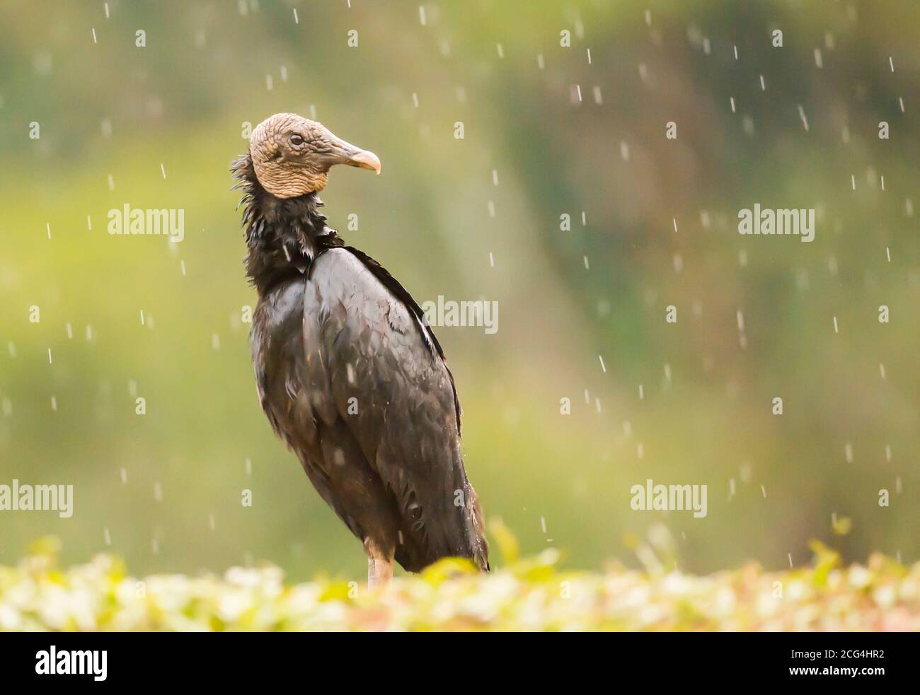 Amerikanischer Schwarzgeier steht im tropischen Regen, Costa Rica Stockfoto