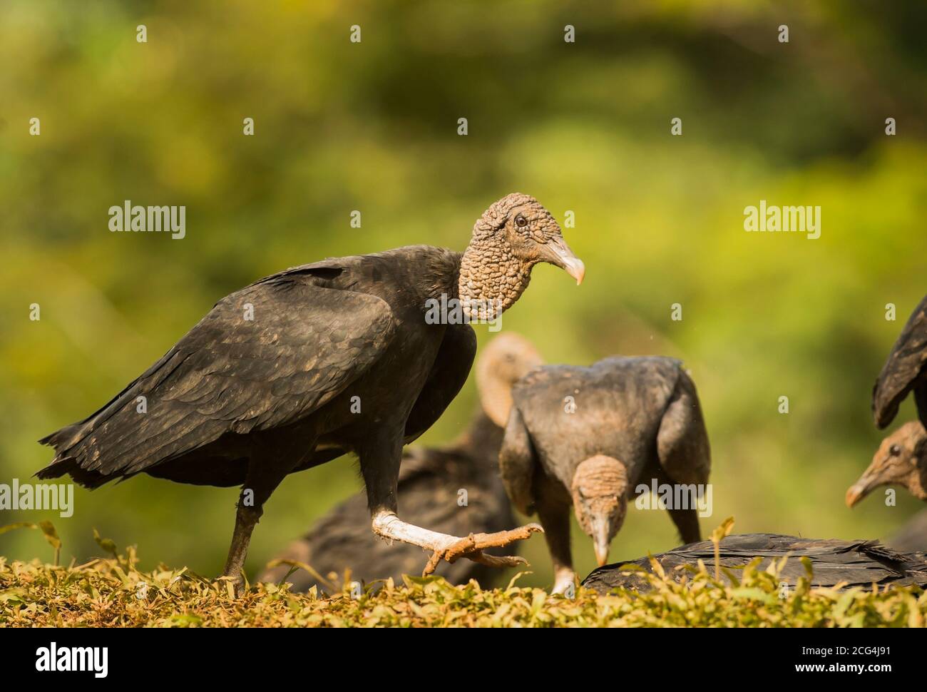 Amerikanische Schwarzgeier füttern, Costa Rica Stockfoto
