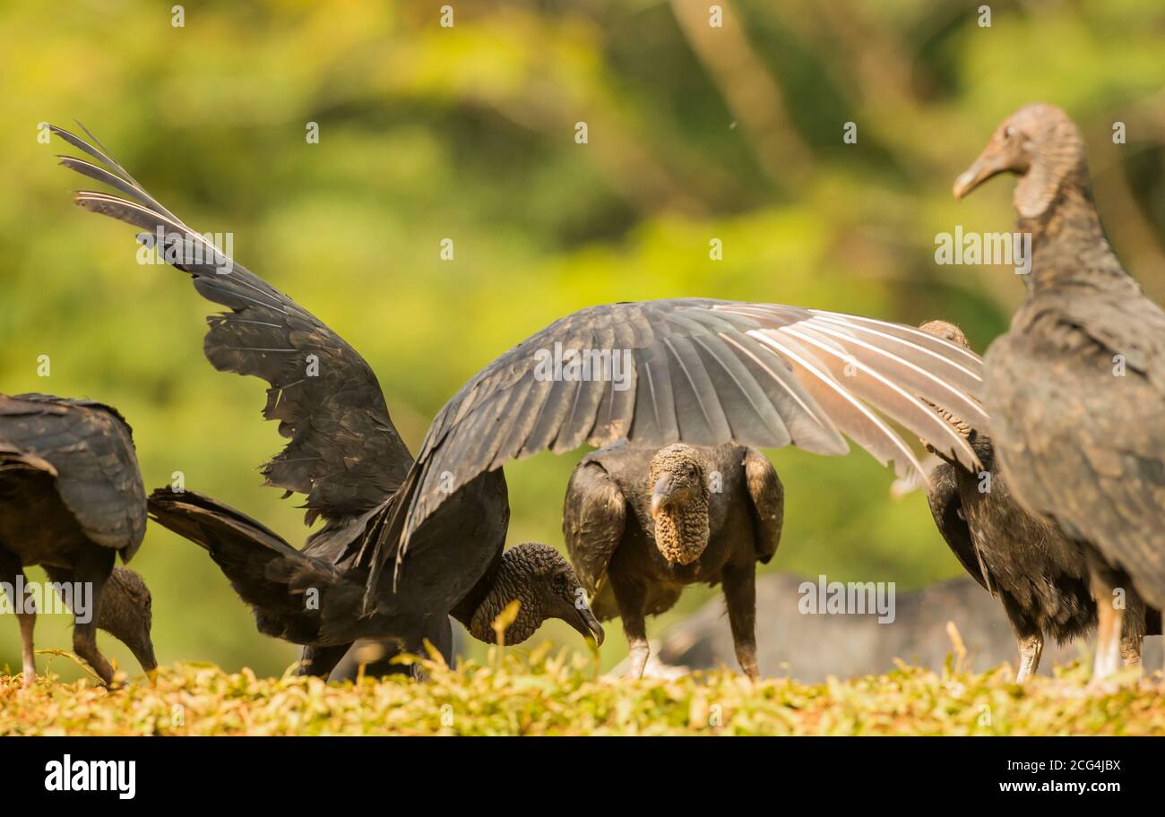 Amerikanische Schwarzgeier füttern, Costa Rica Stockfoto