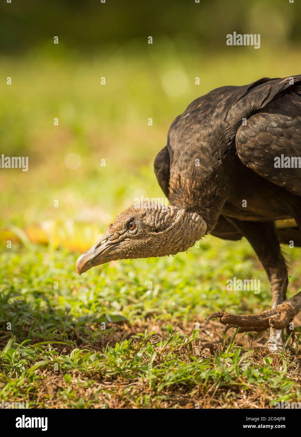 Amerikanischer Schwarzgeier aus nächster Nähe, Costa Rica Stockfoto