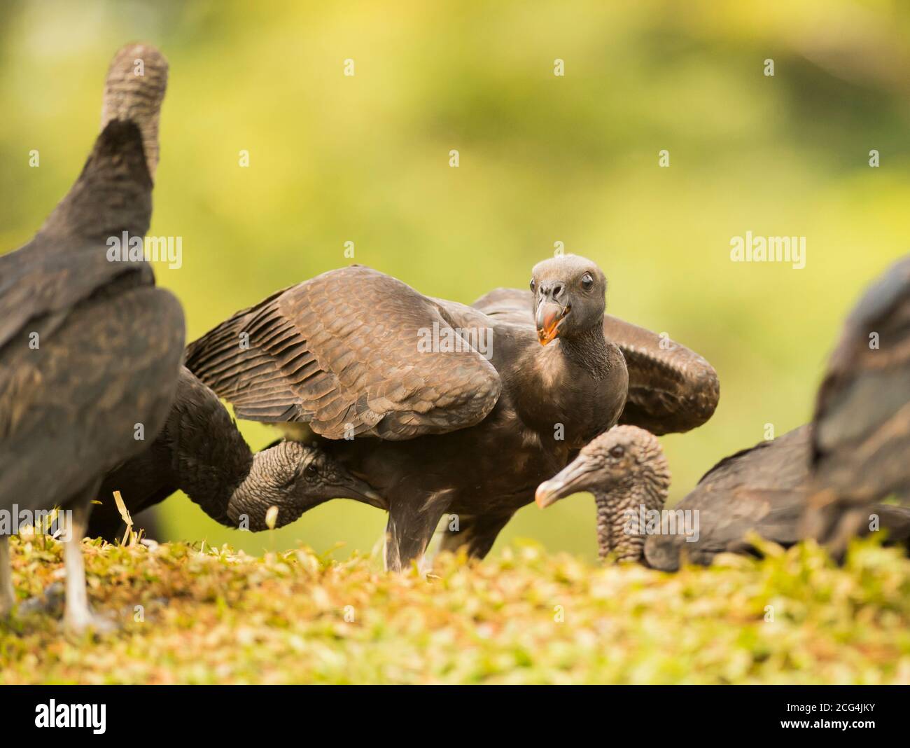 Jungvogel mit schwarzen Geiern - Costa Rica Stockfoto