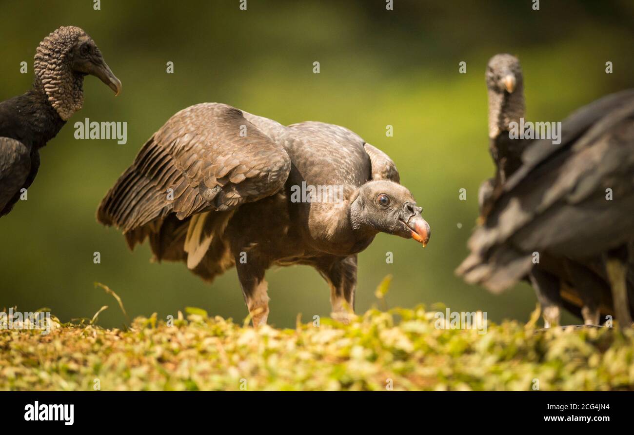 Jungvogel mit schwarzen Geiern - Costa Rica Stockfoto