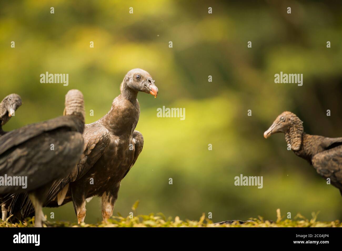 Jungvogel mit schwarzen Geiern - Costa Rica Stockfoto