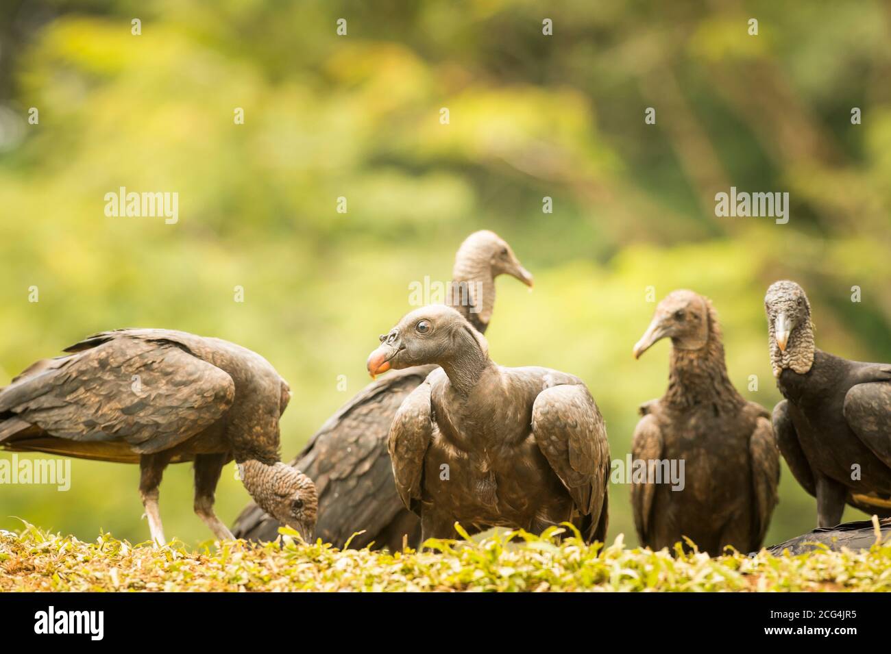 Jungvogel mit schwarzen Geiern - Costa Rica Stockfoto