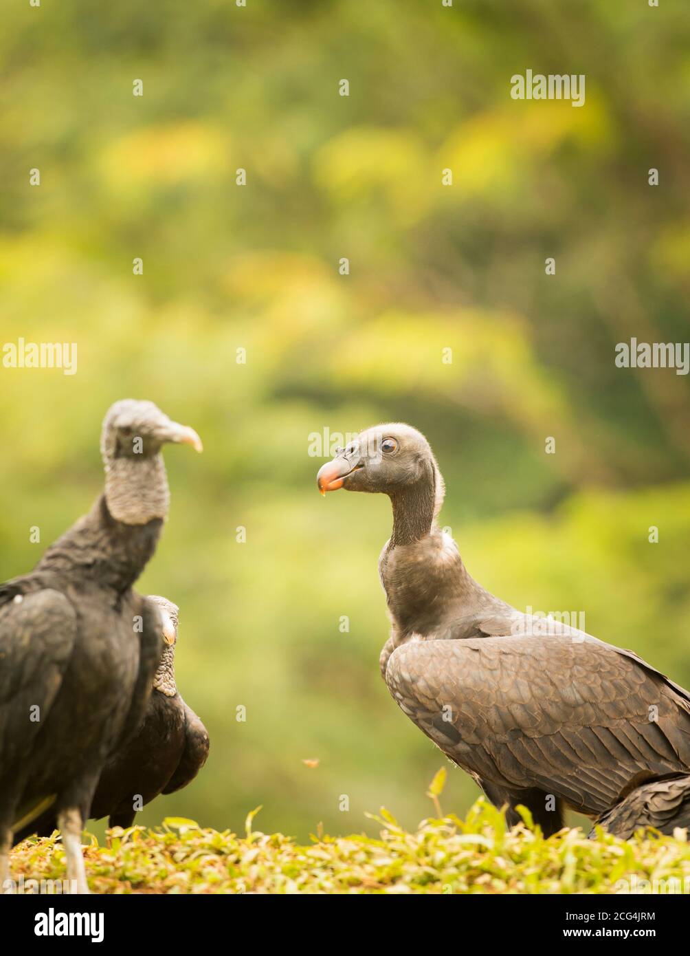 Jungvogel mit schwarzen Geiern - Costa Rica Stockfoto