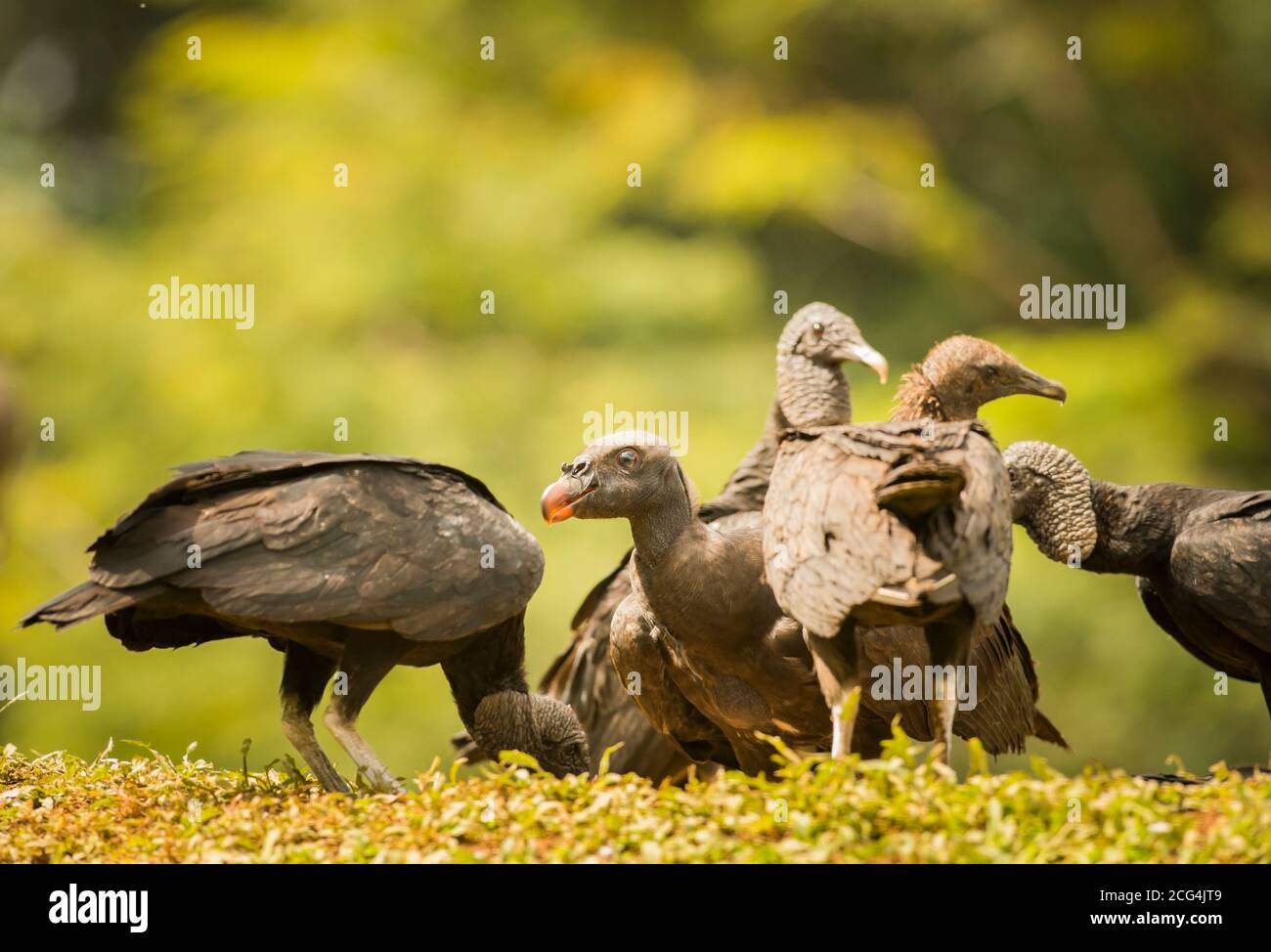Jungvogel mit schwarzen Geiern - Costa Rica Stockfoto