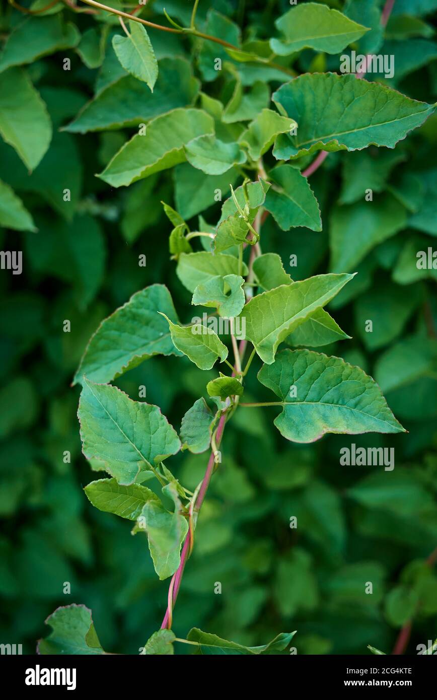 Fallopia baldschuanica frische Blätter Stockfoto