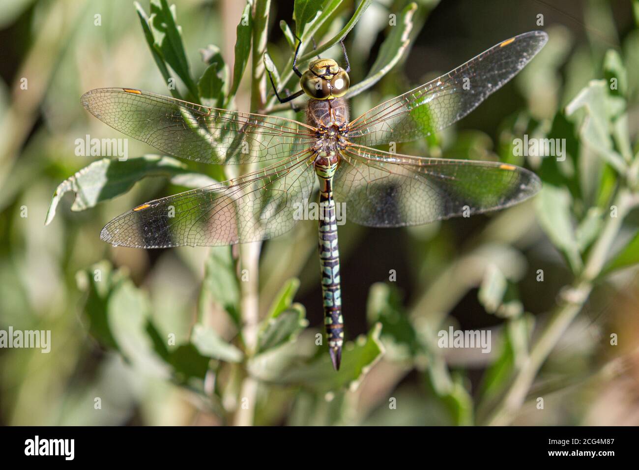 Ruhende weibliche Mosaik Darner (Rhionaeschna variegata) Stockfoto