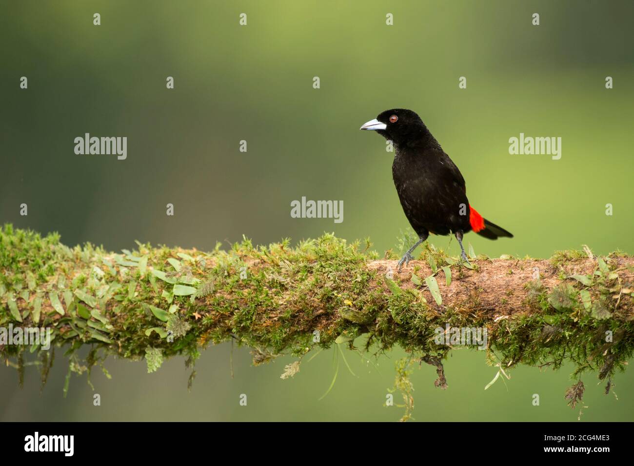Männchen Passerinis Tanager (nicht zu verwechseln mit Cherries Tanager) - Costa Rica Stockfoto