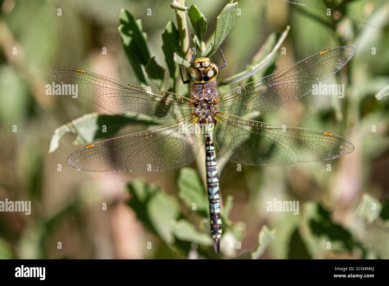 Ruhende weibliche Mosaik Darner (Rhionaeschna variegata) Stockfoto