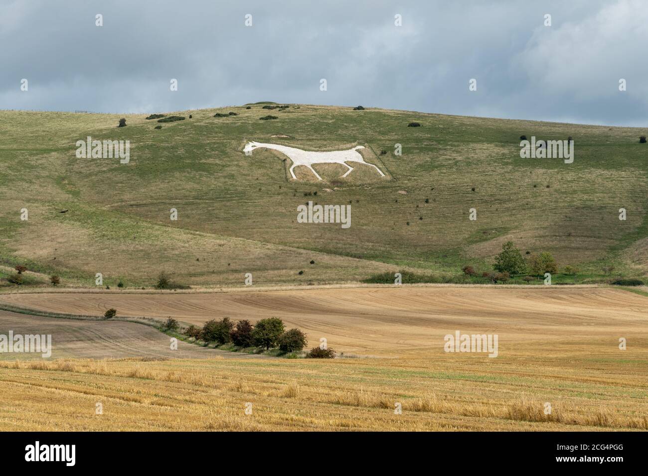 Alton Barnes White Horse Schnitt 1812 in den Kalkhang Milk Hill in Wiltshire, Großbritannien. Eine Touristenattraktion in North Wessex Downs AONB. Stockfoto