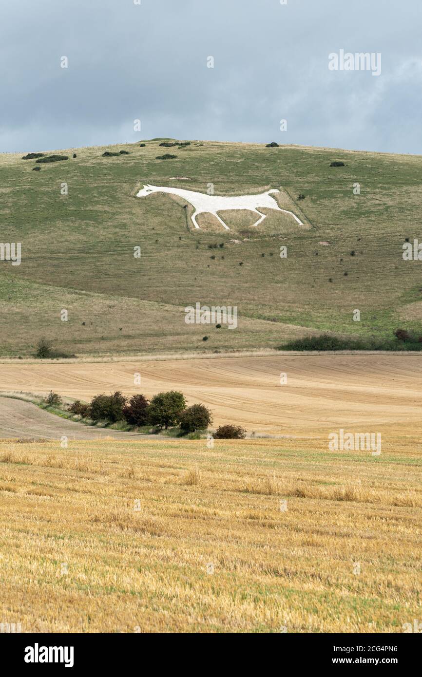Alton Barnes White Horse Schnitt 1812 in den Kalkhang Milk Hill in Wiltshire, Großbritannien. Eine Touristenattraktion in North Wessex Downs AONB. Stockfoto
