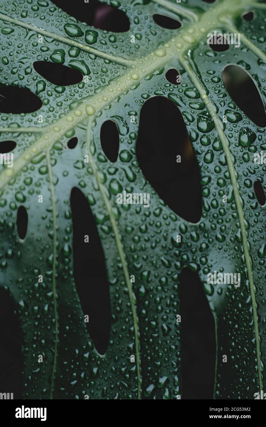 Regentropfen auf köstlichem Monsterblatt nach dem Regen Stockfoto