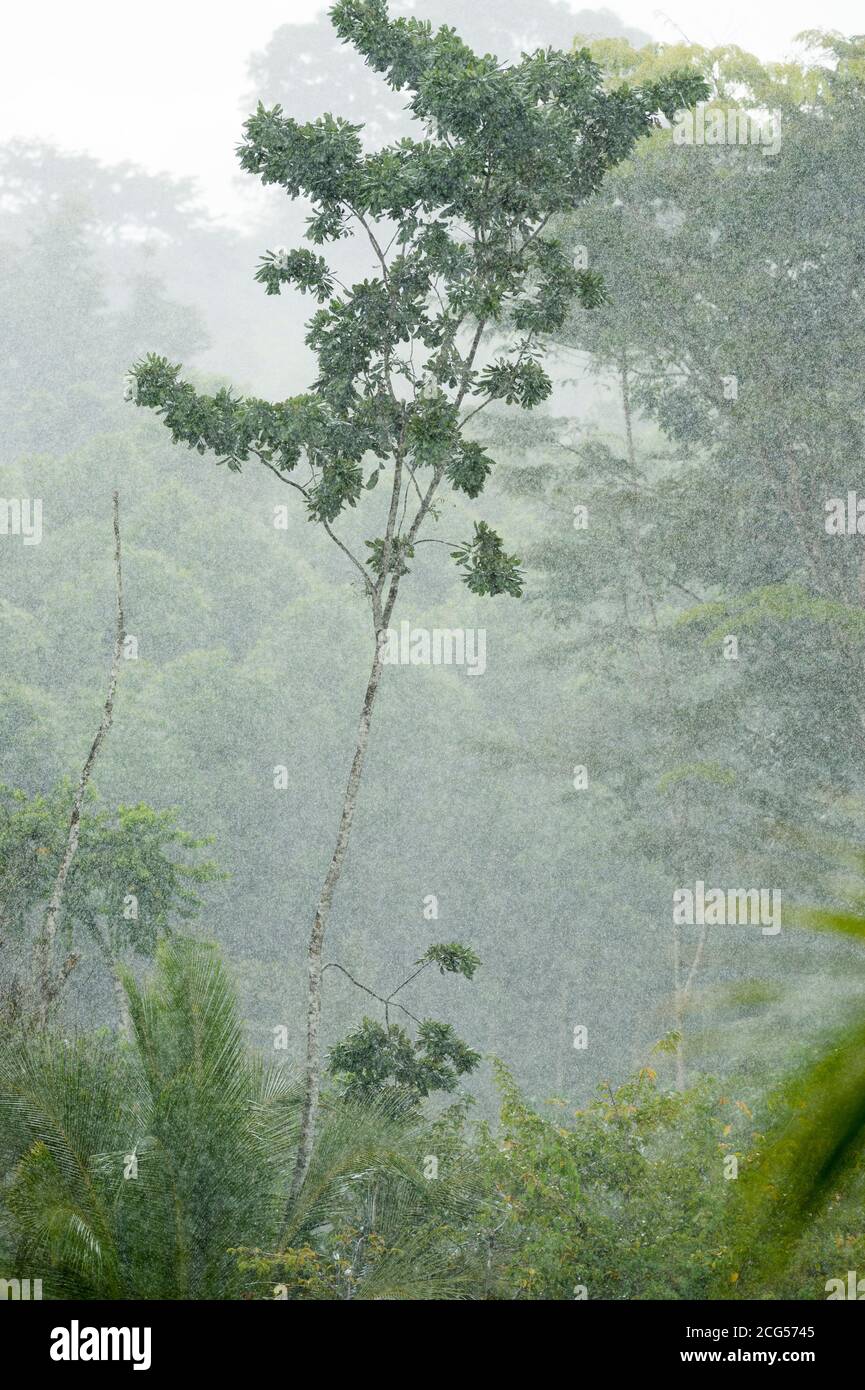 Tropischer Regensturm - Costa Rica Stockfoto