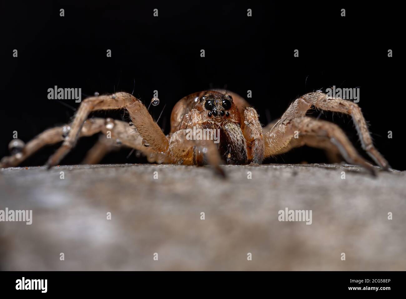 Wolfsspinne der Familie Lycosidae Stockfoto