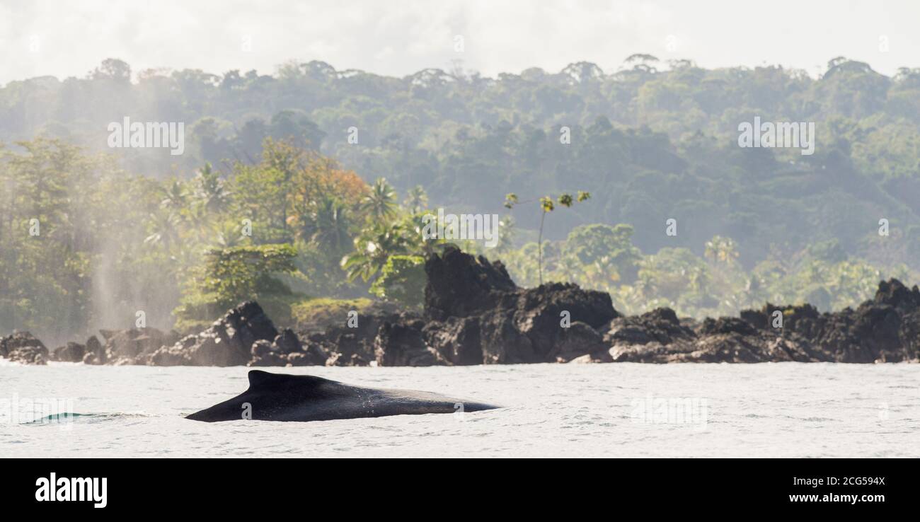 Buckelwal - Corcovado Nationalpark - Costa Rica Stockfoto