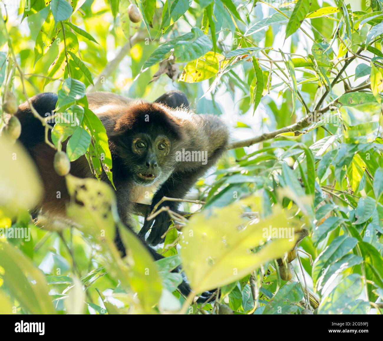 Manled Brüllaffe - Costa Rica Stockfoto