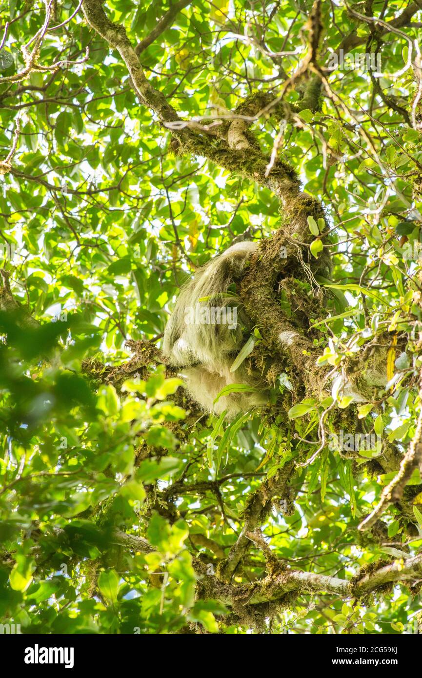 Zweizehen-Faultier - Costa Rica Stockfoto