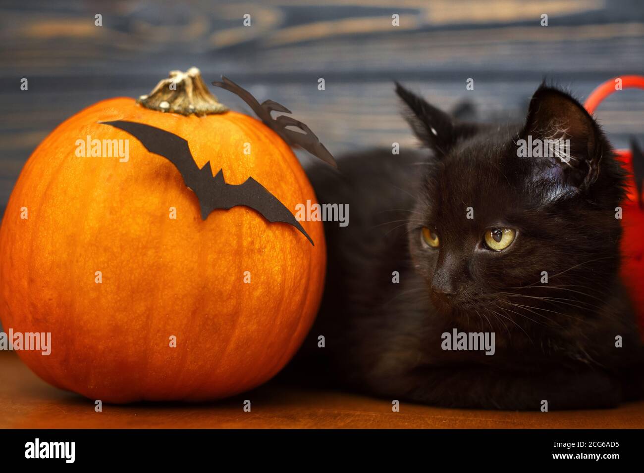 Schwarze gruselige Katze und Kürbis mit Fledermäusen auf dunklem Holzhintergrund. Frohe Halloween. Schwarze emotionale Kätzchen posiert an Feiertagen Dekorationen, feiern h Stockfoto