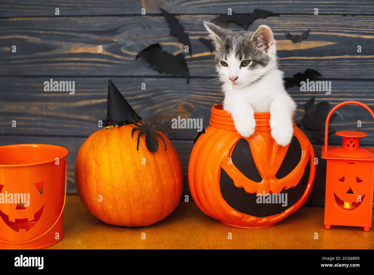 katzchen im halloween kurbis stockfotos und bilder kaufen alamy