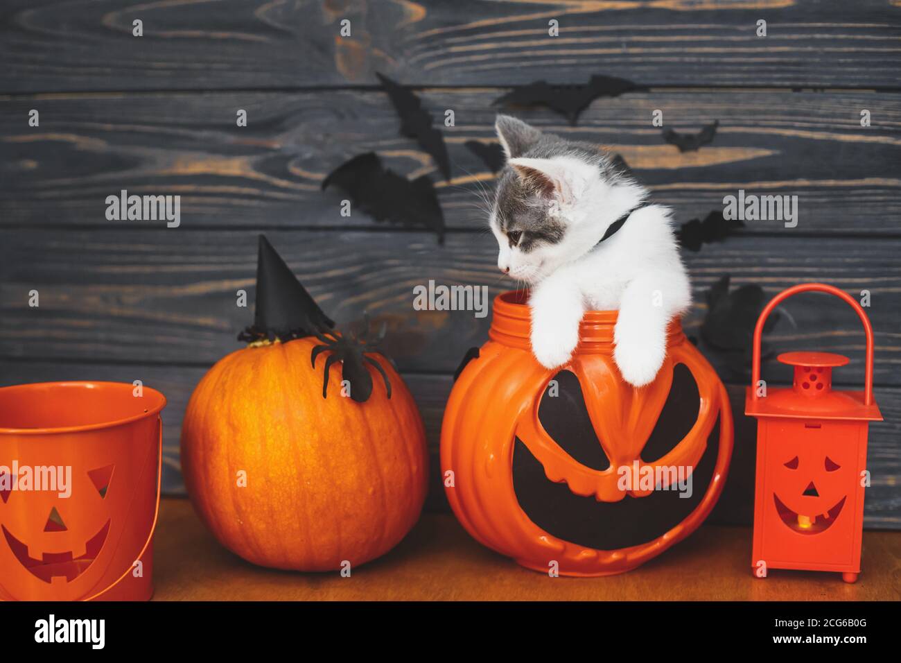 katzchen im halloween kurbis stockfotos und bilder kaufen alamy