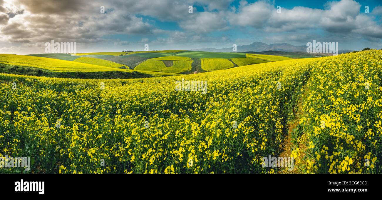 Schöne Landschaft mit markanten gelben Rapsfeldern, sonnigem Himmel Stockfoto