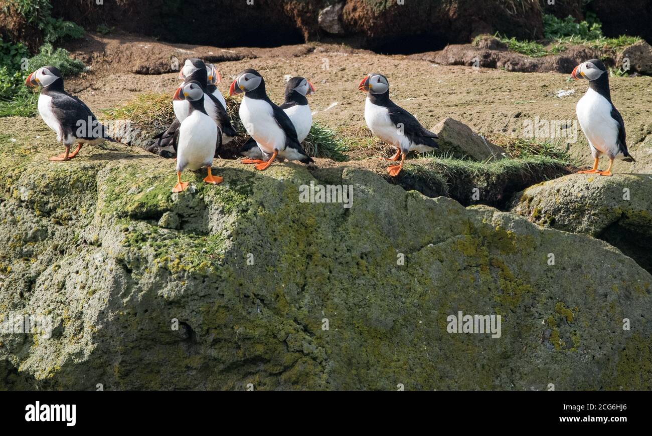 Papageientaucher auf der Insel Lundey, Reykyavik, die sich um ihre Eier und Nester kümmern. Stockfoto