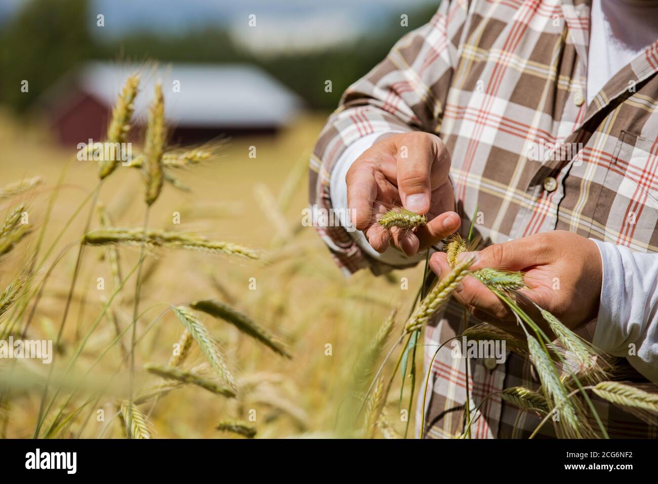 Ein Agronom, der die Qualität des Getreides überprüft, der in der steht Mitten in einem Roggenfeld Stockfoto