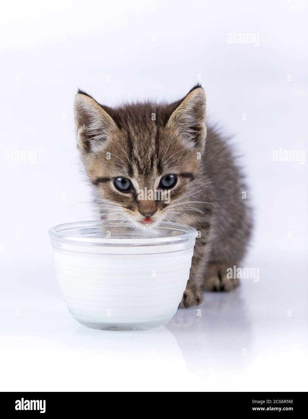 Inländische Tabby Kitten sitzt auf einer reflektierenden Oberfläche isoliert auf Weiße Trinkmilch Stockfoto