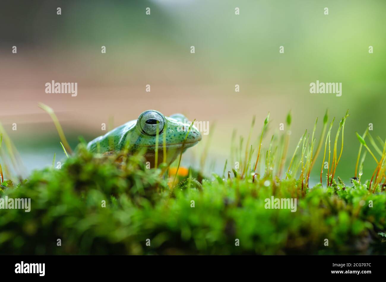 Nahaufnahme eines Frosches, der auf Moos sitzt, Indonesien Stockfoto