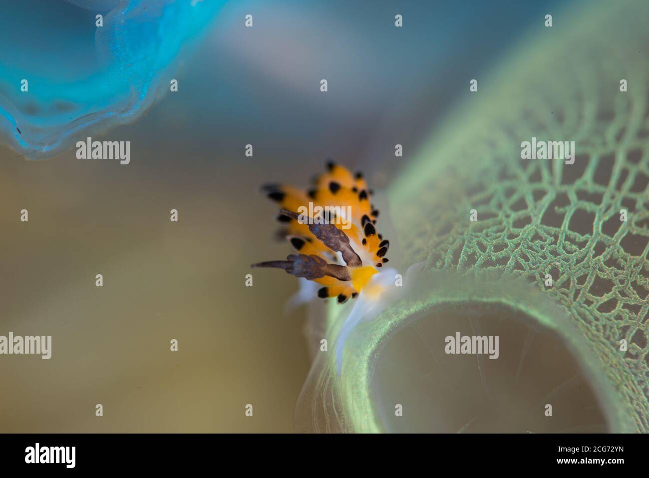 Nahaufnahme einer Meeresschnecke unter Wasser, Lembeh Strait, Indonesien Stockfoto