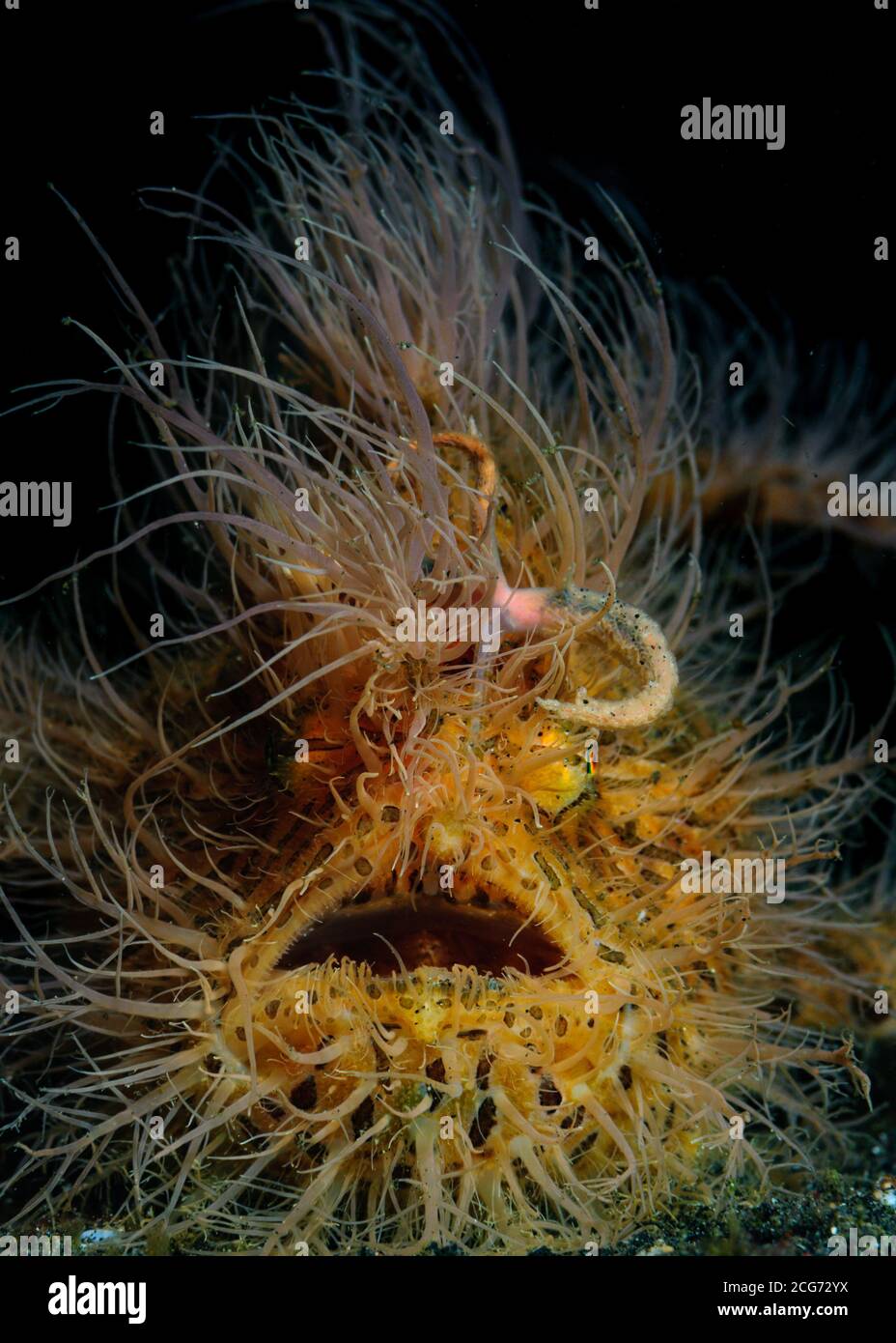 Porträt eines Hairy Anglerfisches, Lembeh Strait, Indonesien Stockfoto