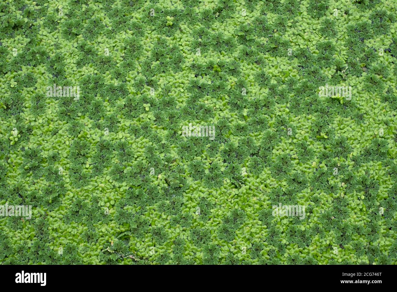 Draufsicht auf grüne frische Azolla ( Mosquito Farn ) ist eine Art von kleinen Wasserfarn auf dem Wasser, ist Entenkraut pinnata eine Wasserpflanze in Familie Salviniace Stockfoto