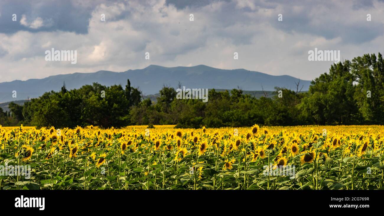 Sonnenblumen wachsen auf einem Feld, Georgien Stockfoto