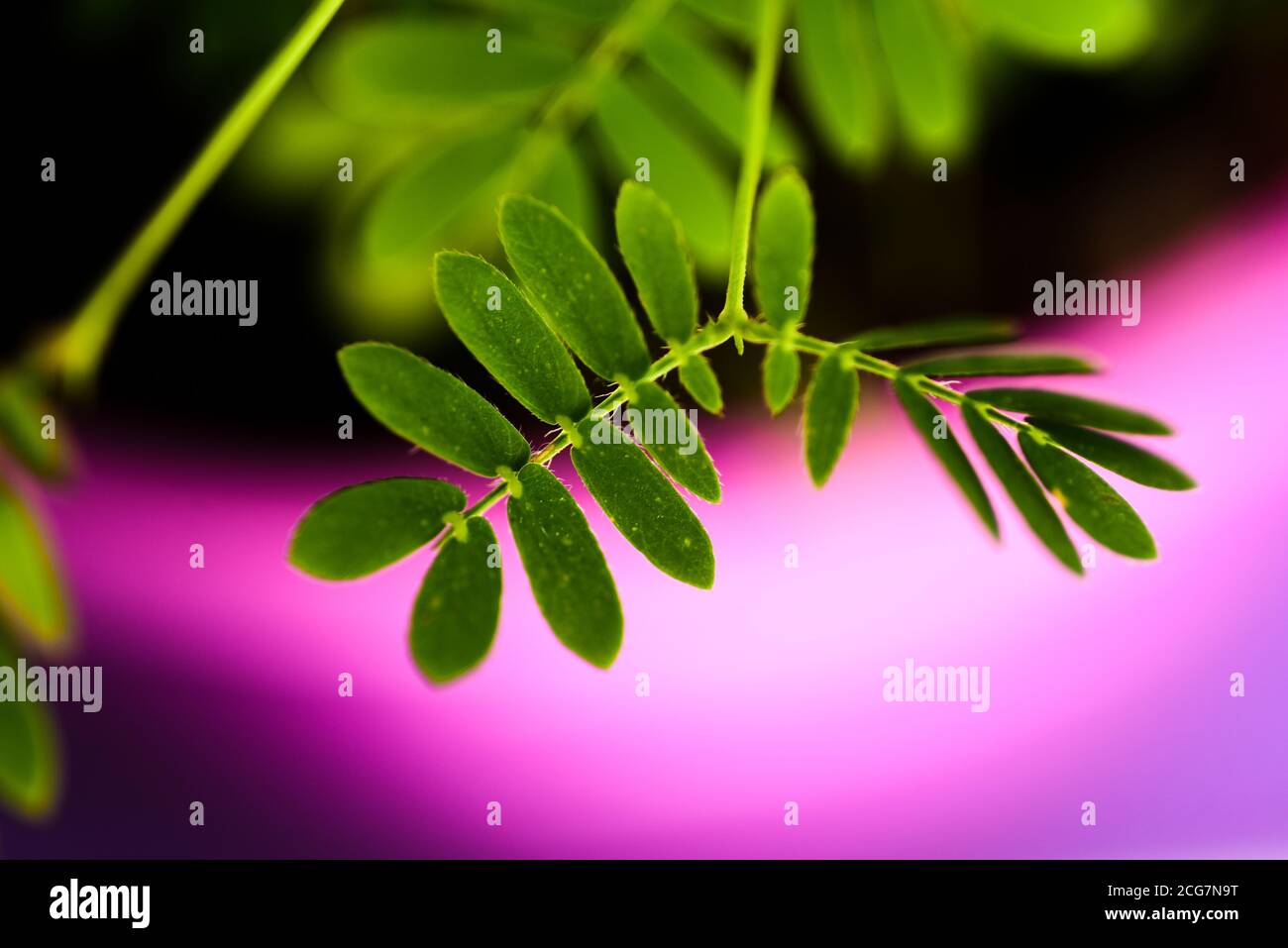 Professionelle Makro-Fotografie von Mimosa pudica, auch als empfindliche Pflanze, schläfrige Pflanze, Aktion Pflanze. Stockfoto