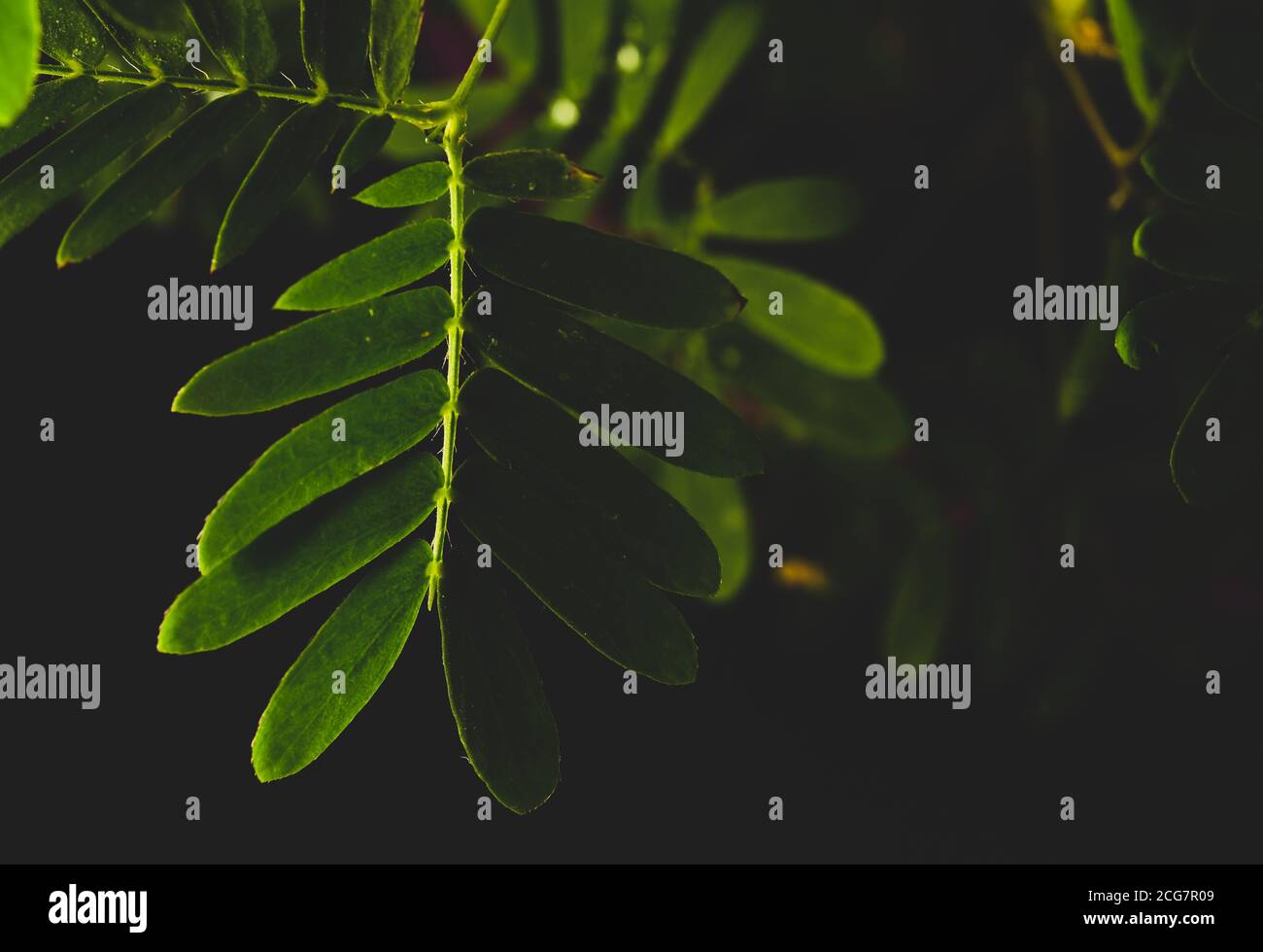 Professionelle Makro-Fotografie von Mimosa pudica, auch als empfindliche Pflanze, schläfrige Pflanze, Aktion Pflanze. Stockfoto