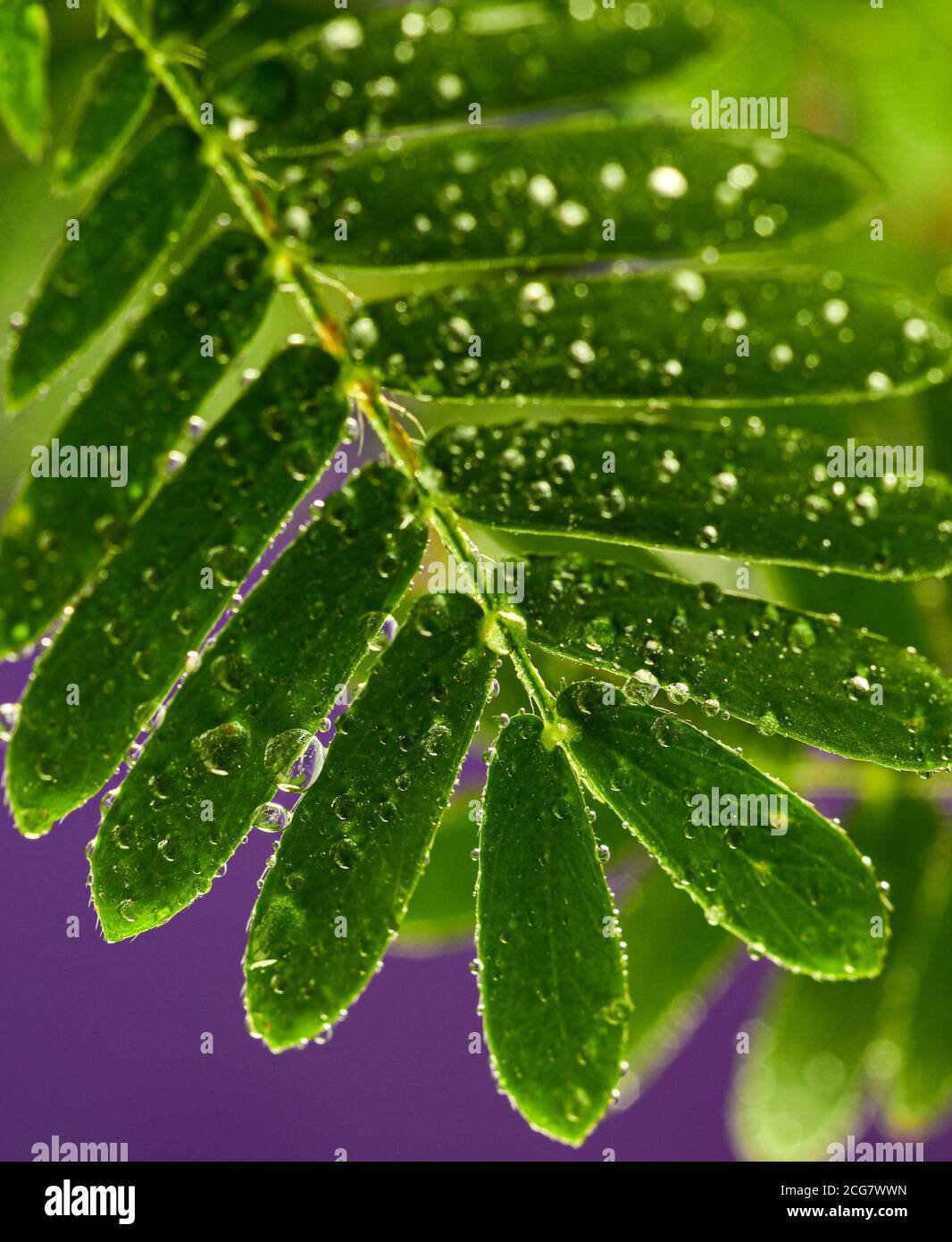 Professionelle Makro-Fotografie von Mimosa pudica, auch als empfindliche Pflanze, schläfrige Pflanze, Aktion Pflanze. Stockfoto