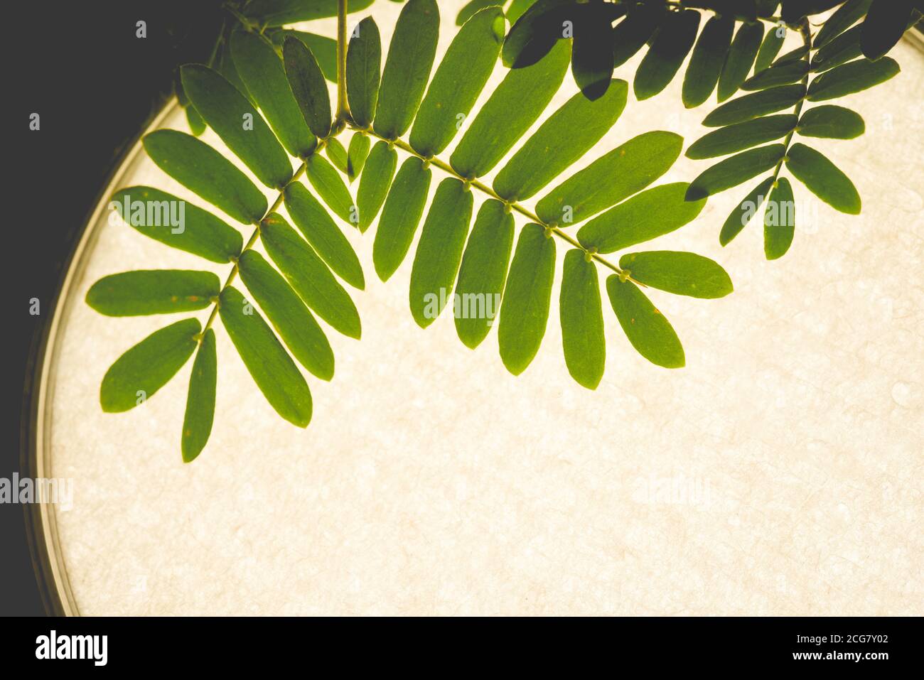 Professionelle Makro-Fotografie von Mimosa pudica, auch als empfindliche Pflanze, schläfrige Pflanze, Aktion Pflanze. Stockfoto