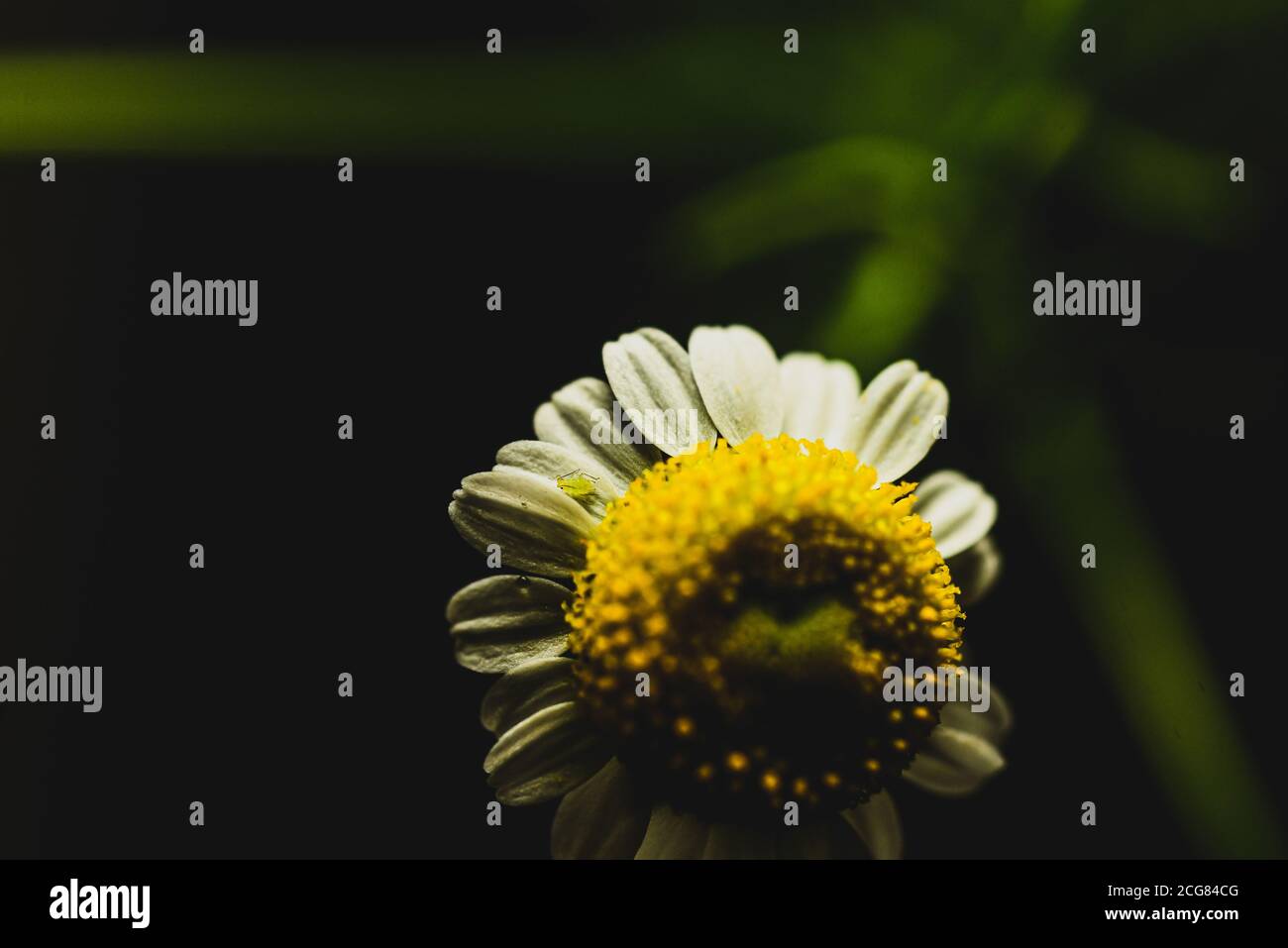 Schöne Makro Nahaufnahme von Aphididae Insekt (Pflanzenpest) In Kamille Blume / Pflanze Stockfoto