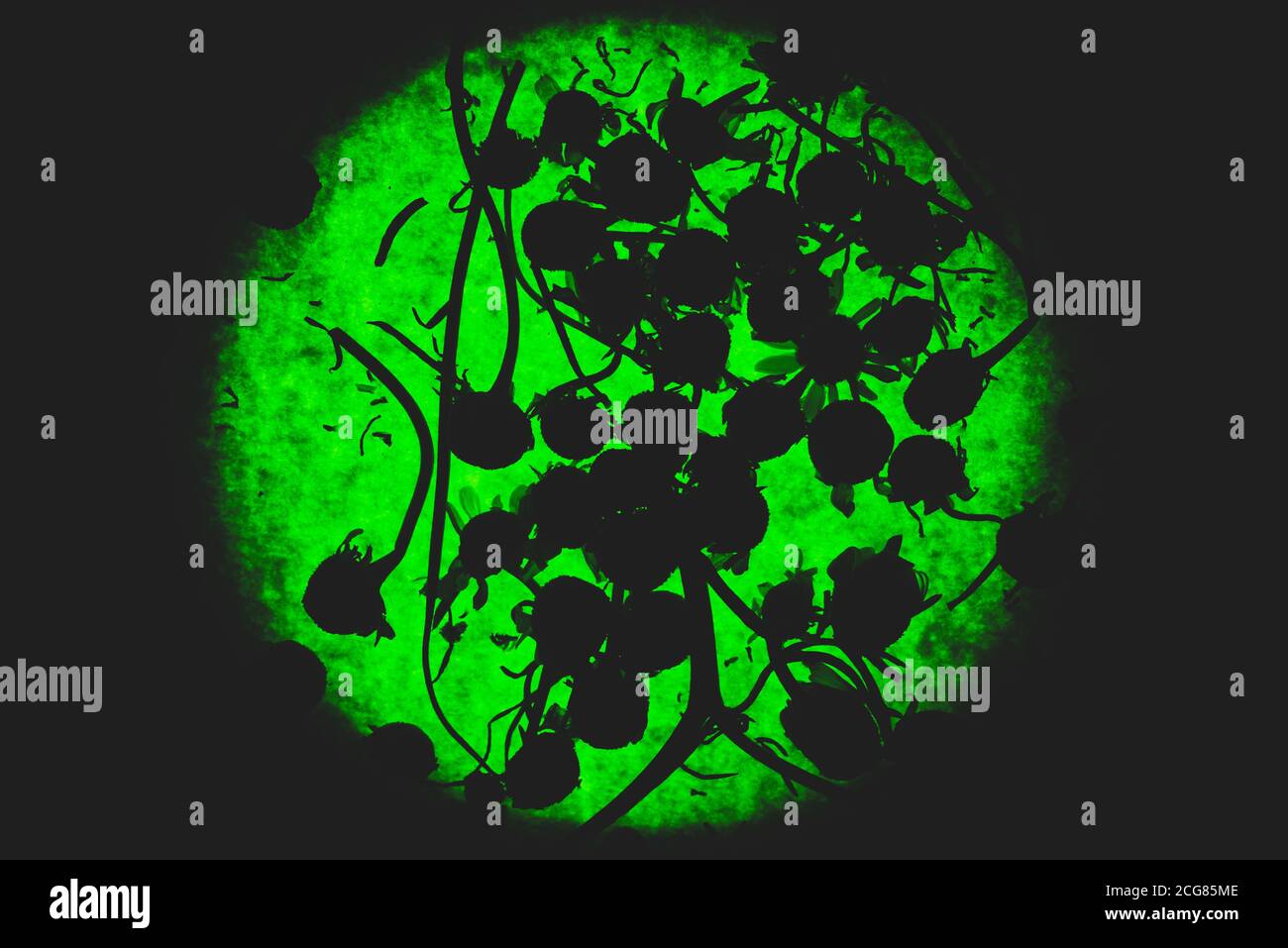 Abstraktes Porträt von Silhouetten von trockenen Kamillenpflanzen und Blumen Auf hellgrünem Neonhintergrund Stockfoto