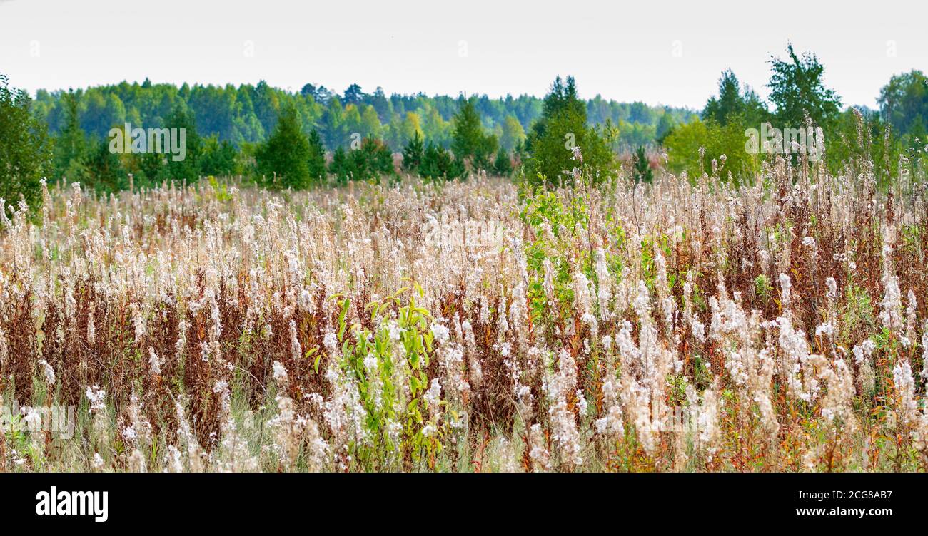 Feld der getrockneten Blumen von blühenden Sally im Herbstwald Stockfoto Feld der getrockneten Blumen von blühenden Sally im Herbstwald Stockfoto