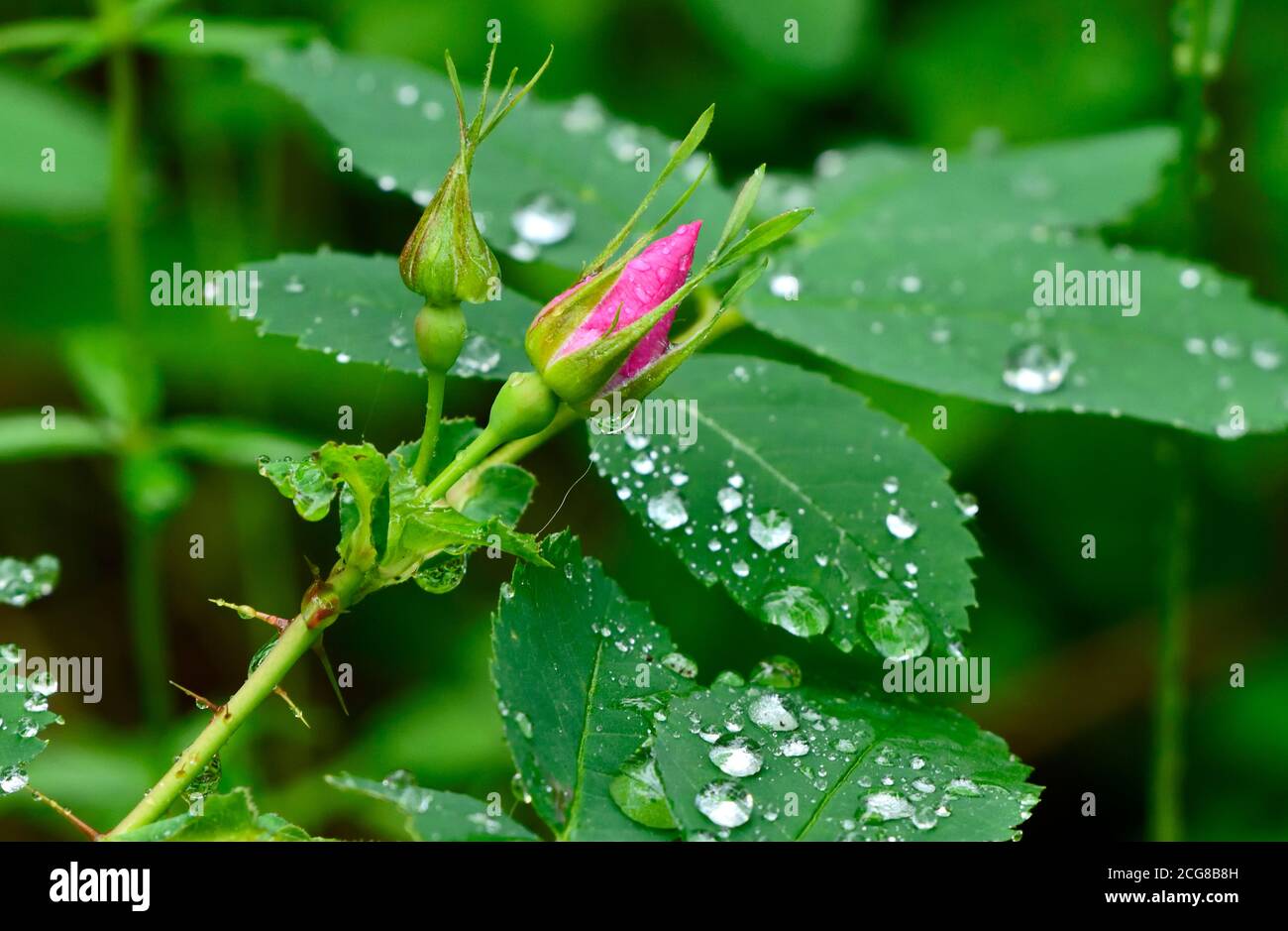 Eine wilde Rosenblüte ' Rosa acicularis', auf einem nassen grünen Blatt Stockfoto
