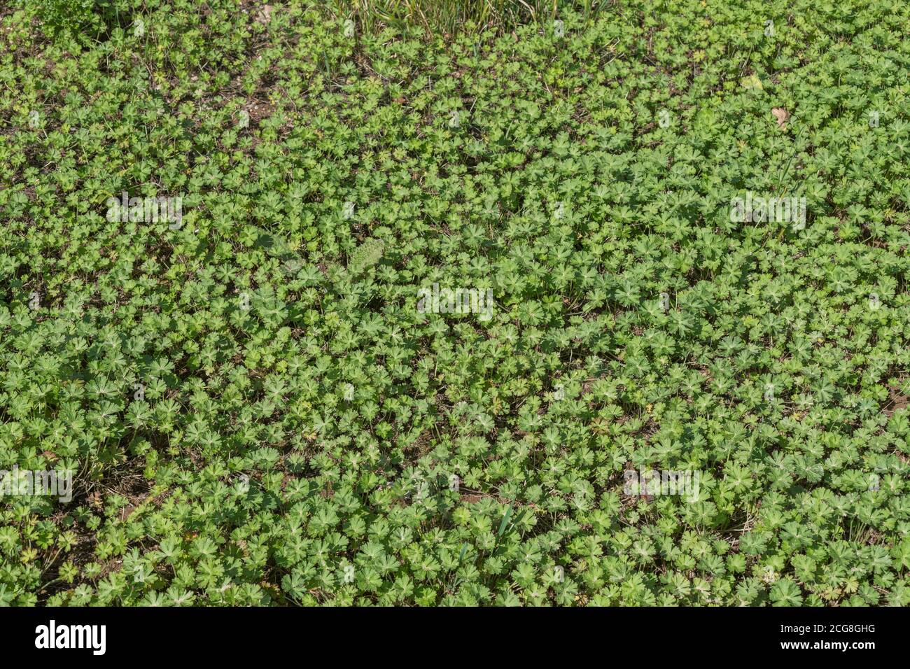 Massen Blätter von Buttercups / Ranunculus, obwohl unsicher, von denen Buttercup-Arten. Für landwirtschaftliche Unkräuter, von Unkraut überwuchert, Unkrautfleck. Stockfoto