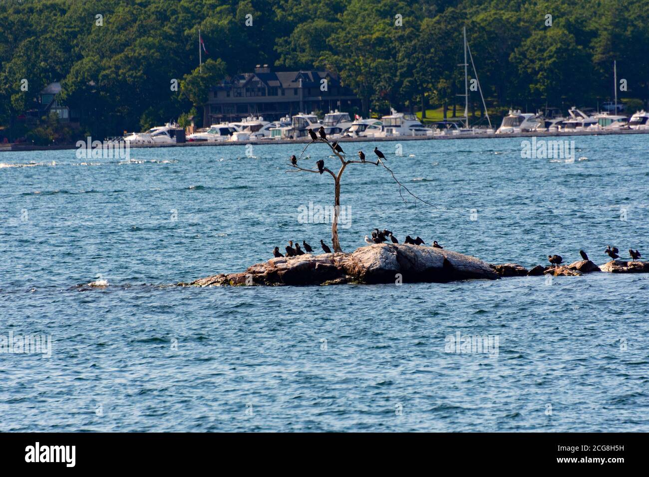 Kormorane sonnen sich auf einer kleinen Insel, die auf einem Trockenen sitzt Baum und auf Steinen gegenüber dem Parkplatz der Boote Und Yachten Stockfoto