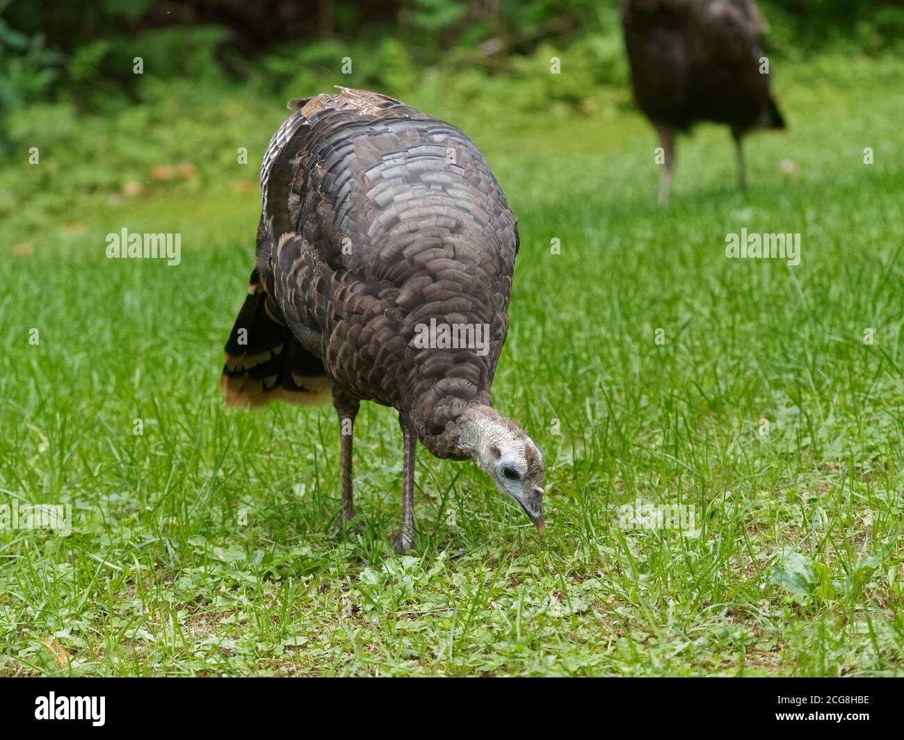 Ein wilder truthahn auf der Suche nach Insekten auf dem Boden zu essen. Quebec, Kanada Stockfoto
