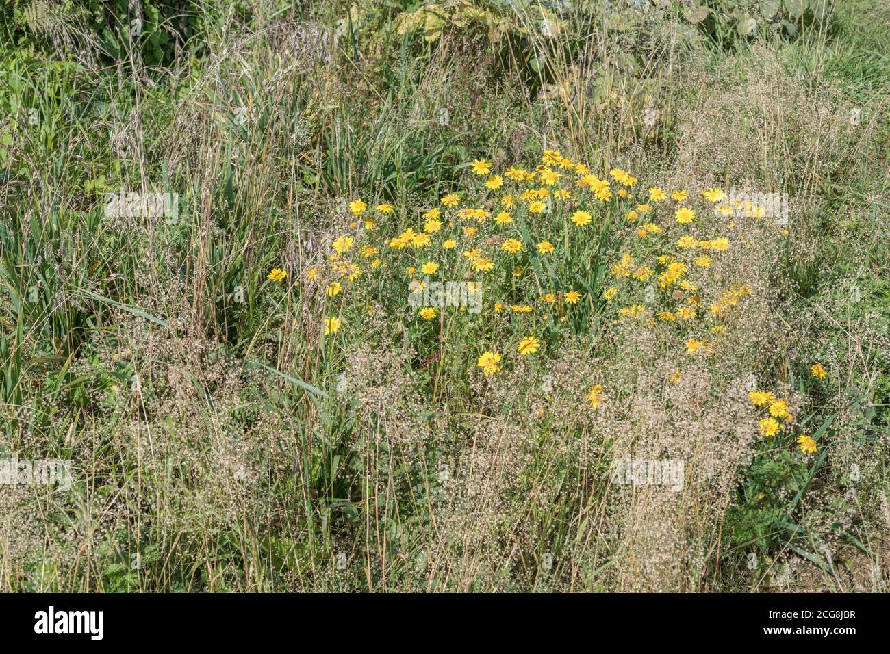Gelb blühende unkräuter Fotos und Bildmaterial in hoher Auflösung Alamy